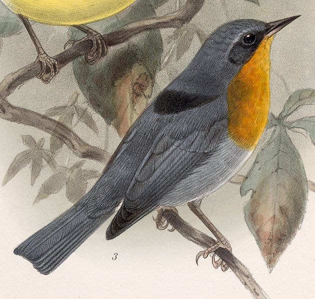 Oreothlypis gutturalis
