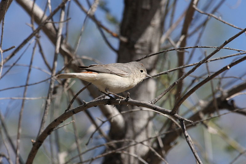 Oreothlypis luciae