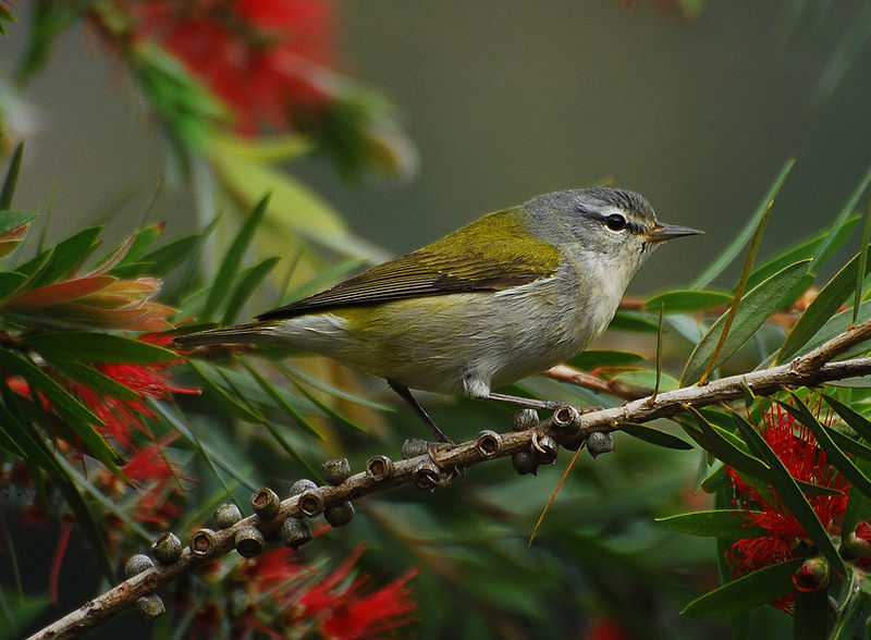 Oreothlypis peregrina