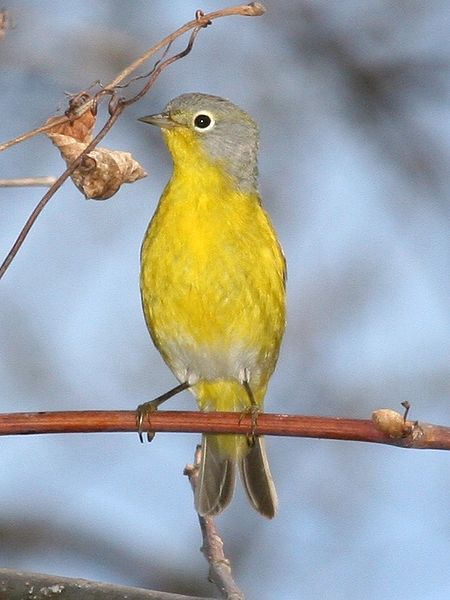 Oreothlypis ruficapilla
