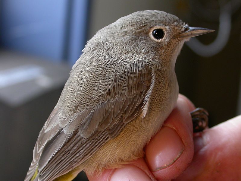Oreothlypis virginiae