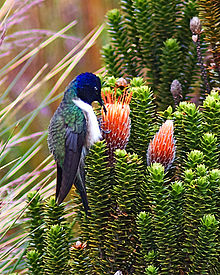 Oreotrochilus chimborazo