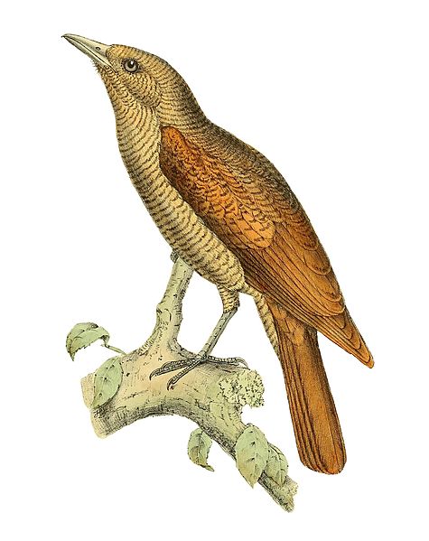 Oriolia bernieri