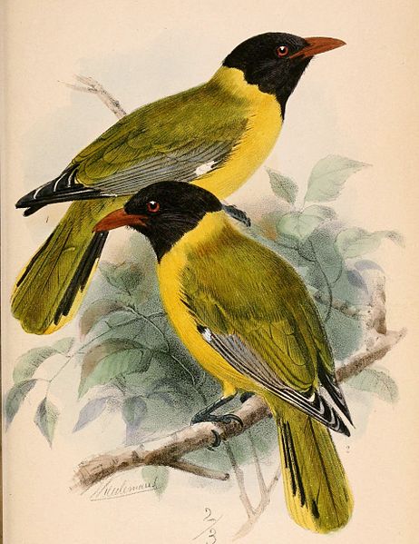 Oriolus brachyrhynchus
