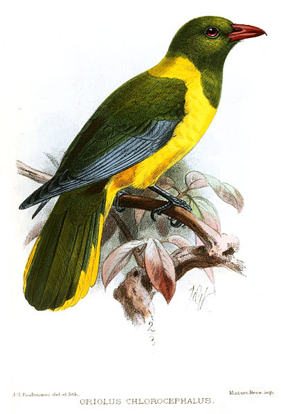 Oriolus chlorocephalus