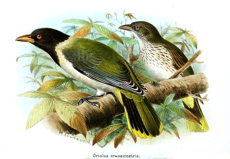 Oriolus crassirostris