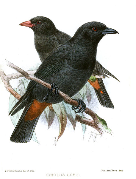Oriolus hosii