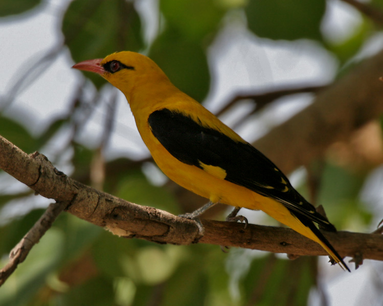 Oriolus kundoo