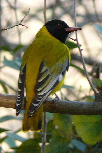 Oriolus larvatus