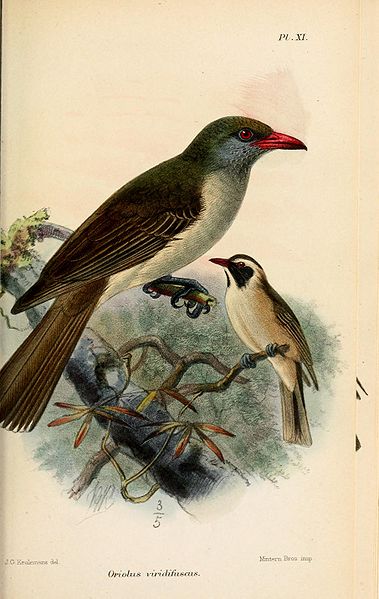 Oriolus melanotis