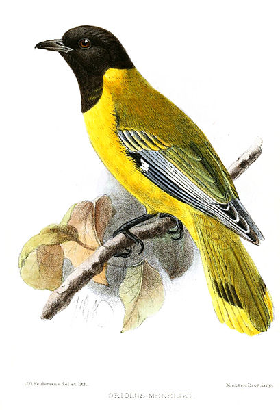 Oriolus monacha
