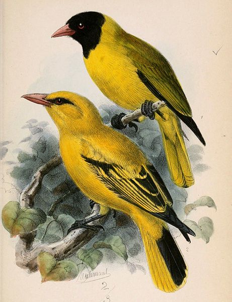 Oriolus nigripennis