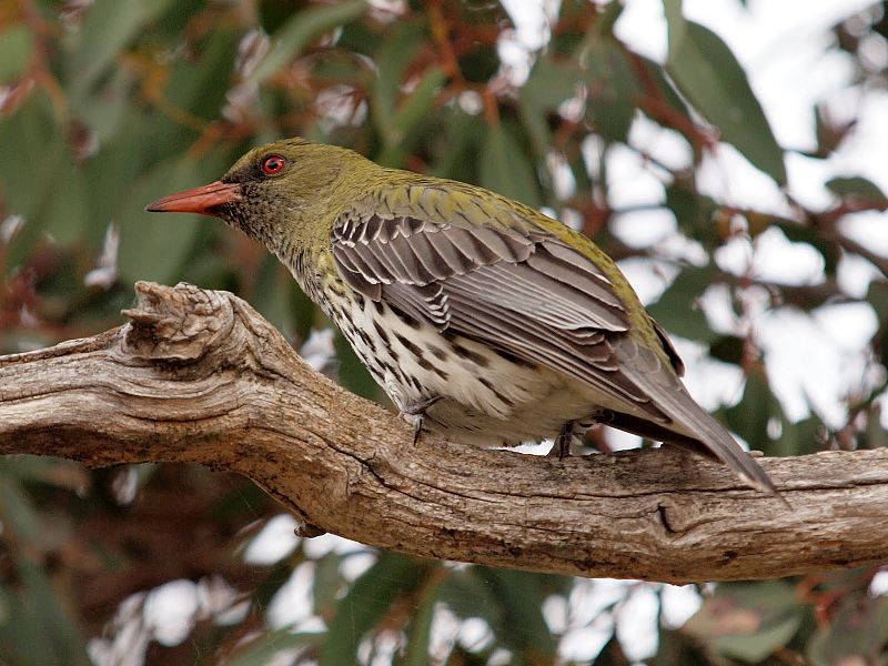Oriolus sagittatus