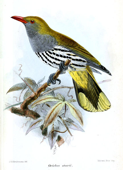 Oriolus steerii