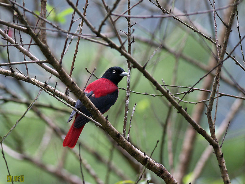 Oriolus traillii