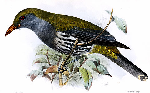 Oriolus xanthonotus