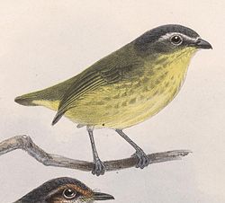 Ornithion semiflavum