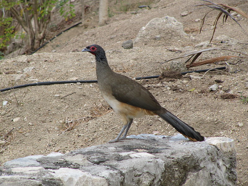 Ortalis poliocephala