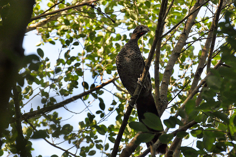 Ortalis squamata