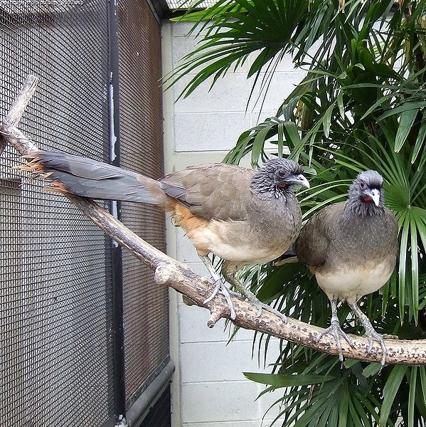 Ortalis vetula