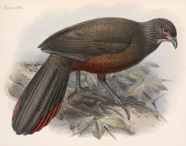 Ortalis wagleri