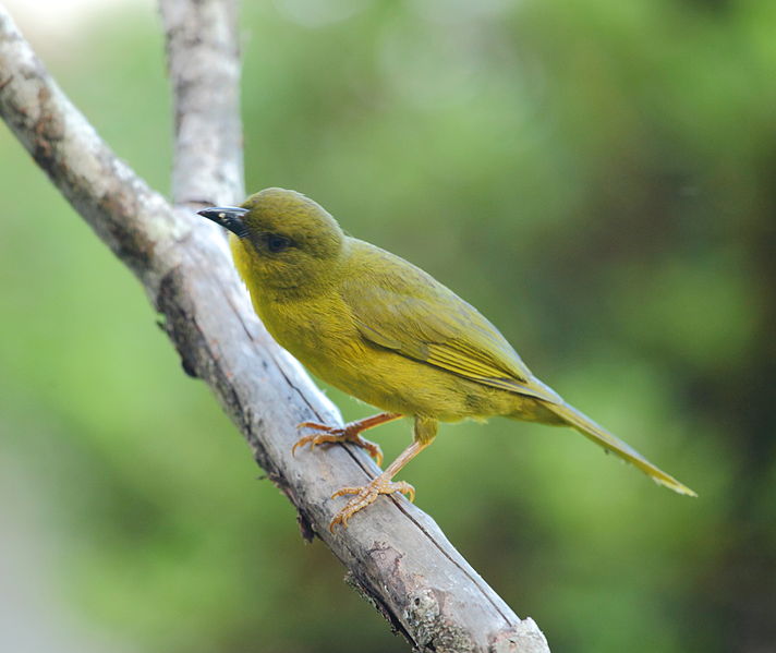 Orthogonys chloricterus