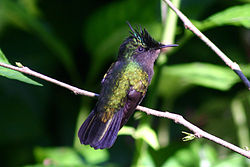 Orthorhyncus cristatus