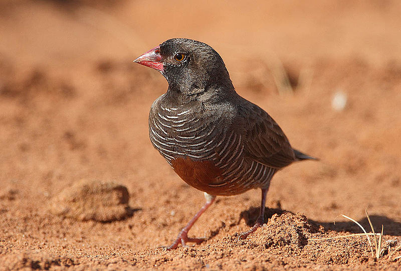 Ortygospiza atricollis