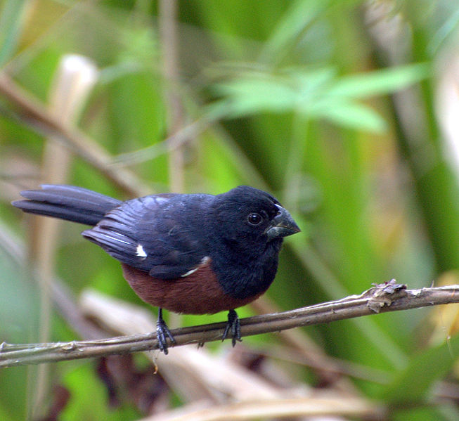 Oryzoborus angolensis