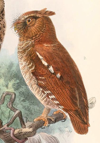 Otus alfredi