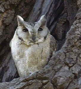 Otus bakkamoena