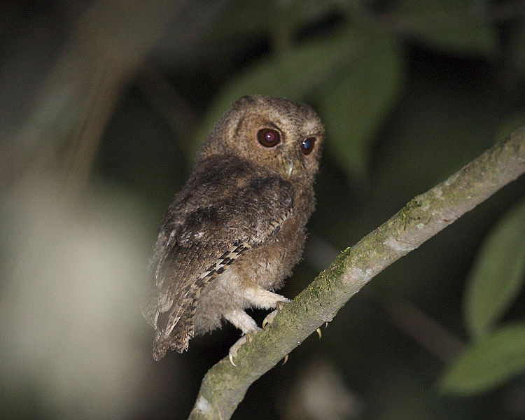 Otus brookii