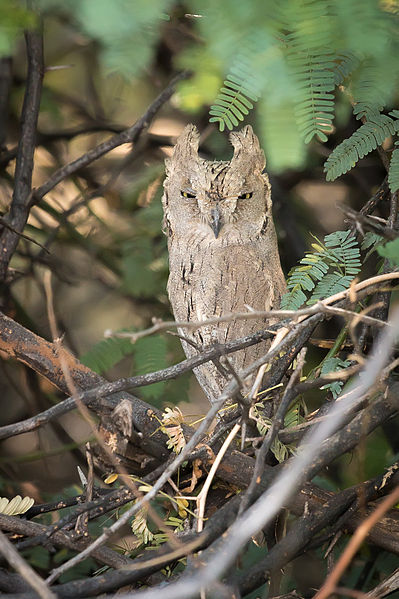 Otus brucei