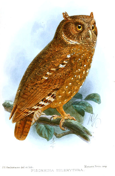 Otus icterorhynchus
