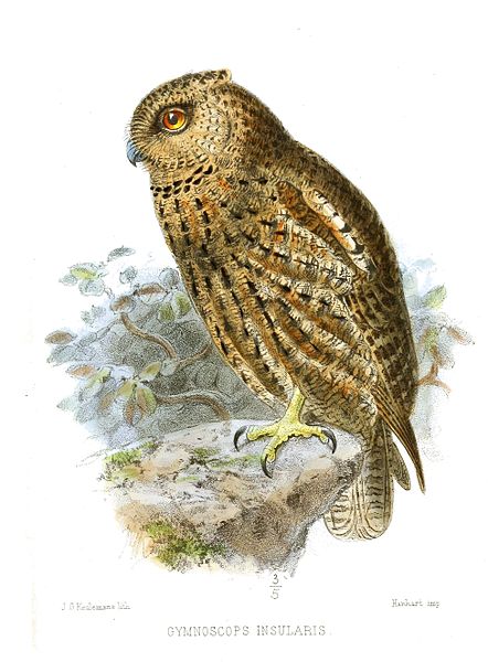 Otus insularis