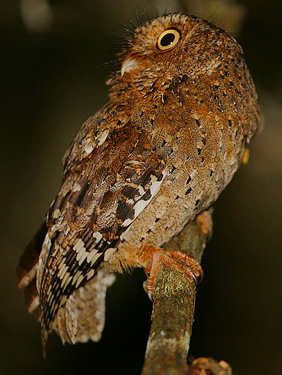 Otus ireneae