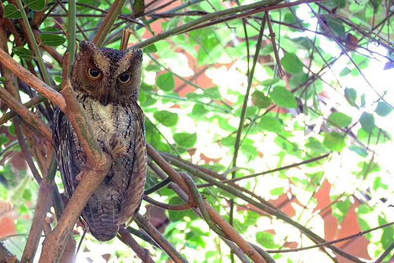 Otus madagascariensis