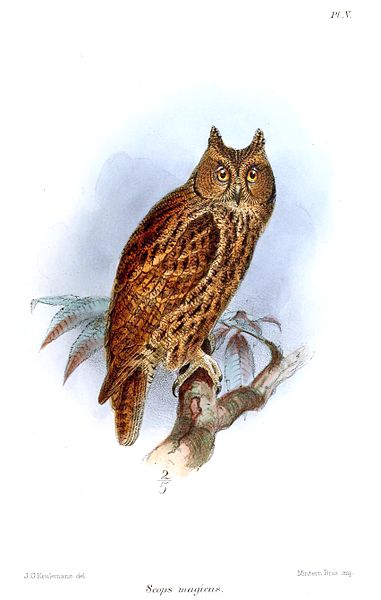 Otus magicus