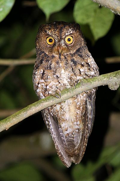 Otus manadensis