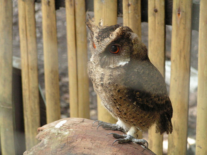 Otus megalotis
