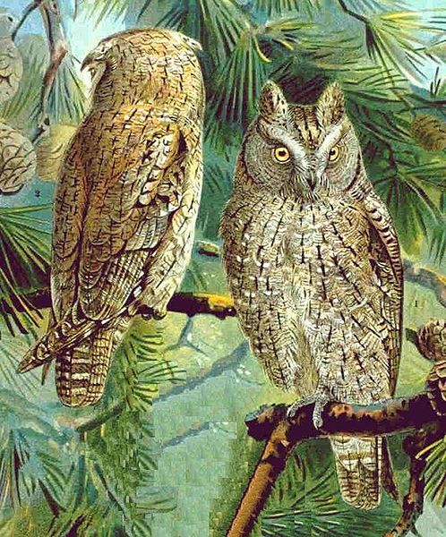 Otus scops