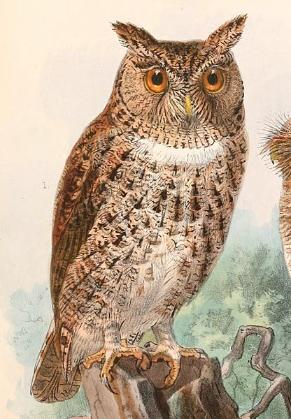 Otus silvicola