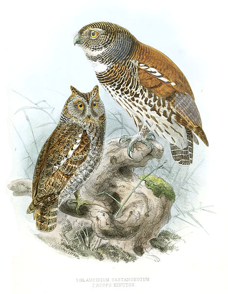 Otus sunia