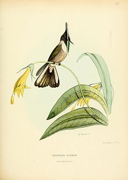 Oxypogon guerinii