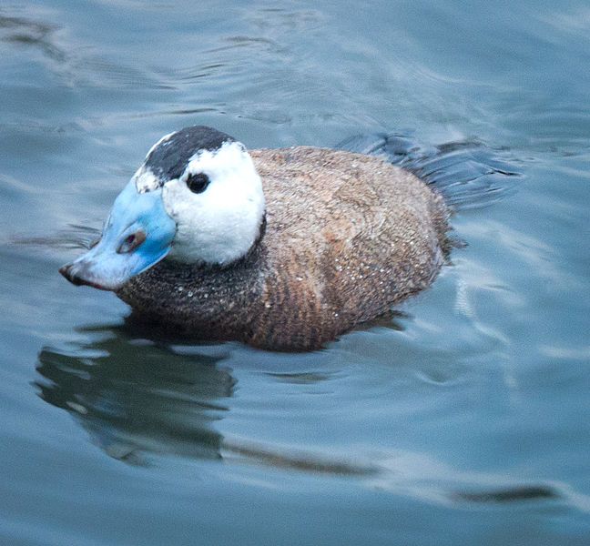 Oxyura leucocephala