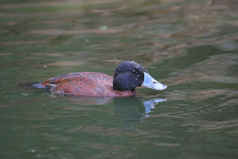 Oxyura maccoa