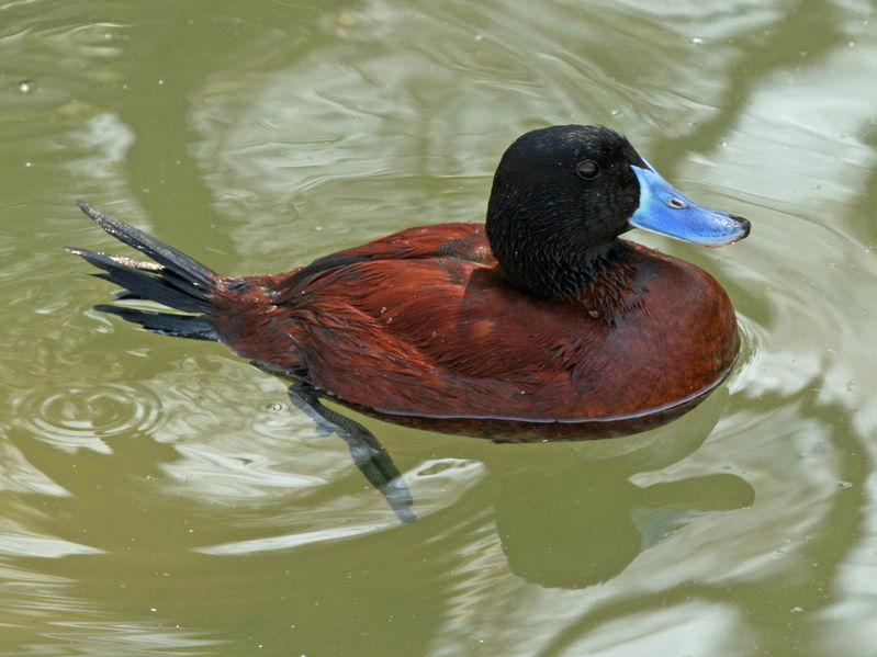Oxyura vittata