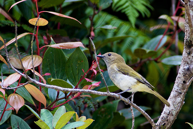 Pachycephala albiventris