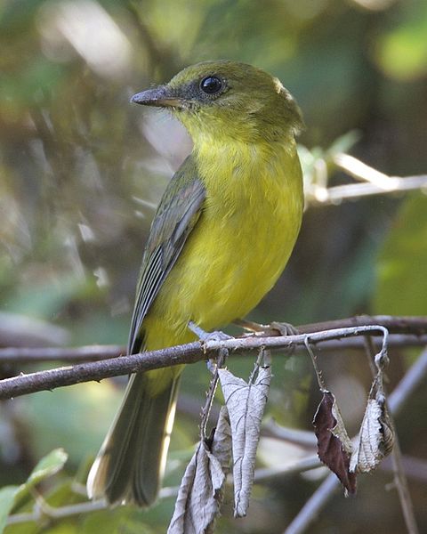 Pachycephala hypoxantha