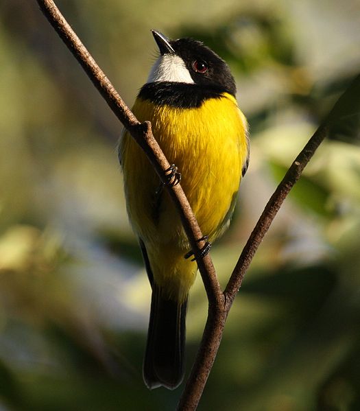 Pachycephala melanura